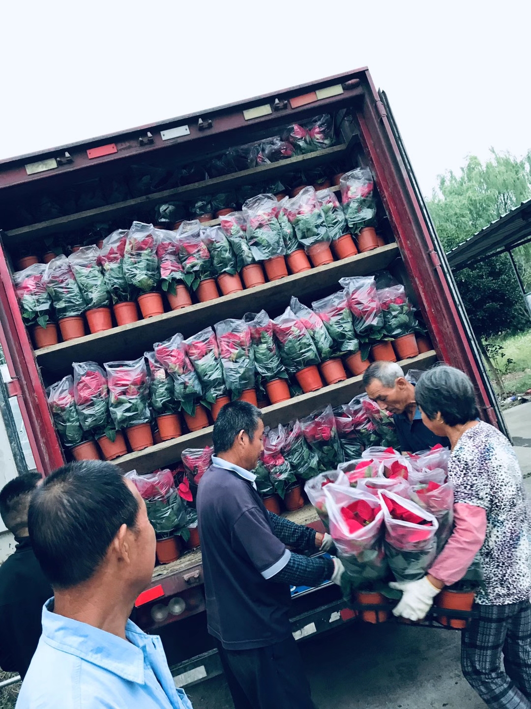 反季節  一品紅 反季節  一品紅